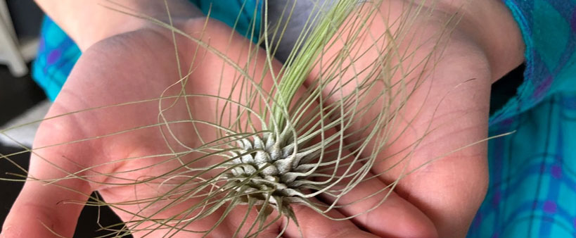 Photo Tillandsia